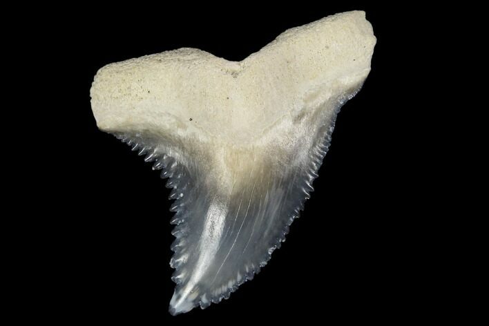 Fossil Shark Tooth (Hemipristis) - Bone Valley, Florida #113850